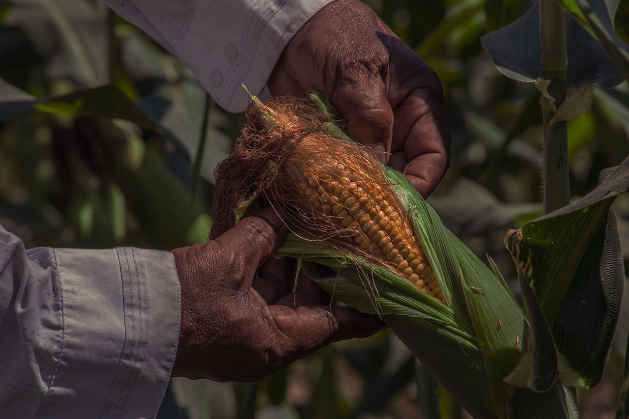 corn